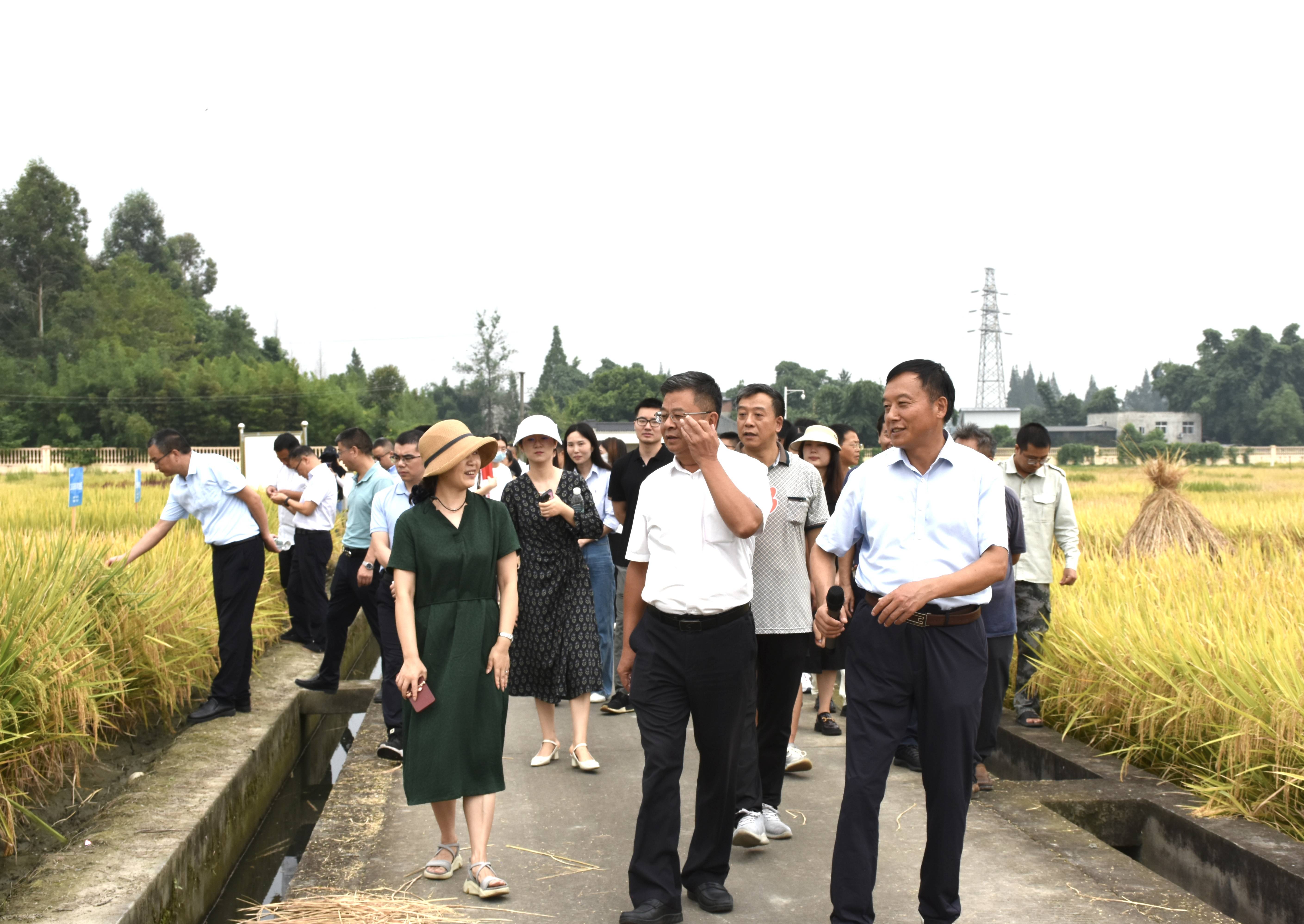 2023年9月6日美彩国际 官网 省农科院作物钻研所结合发展水稻种业“科创+”党建活动1（邓皓然拍摄）(1).jpg