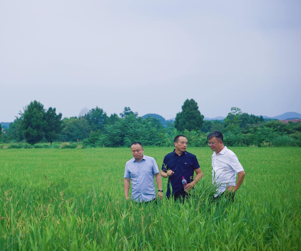 易飞调研九兴禾农业公司贸易化水稻展示示范基地