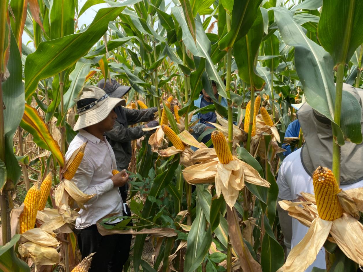 科创中心在雅安市发展玉米新组合观察筛选工作