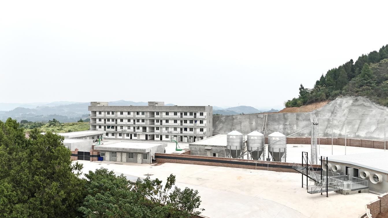 蜀芯黑猪新种类主题育种场建成投产