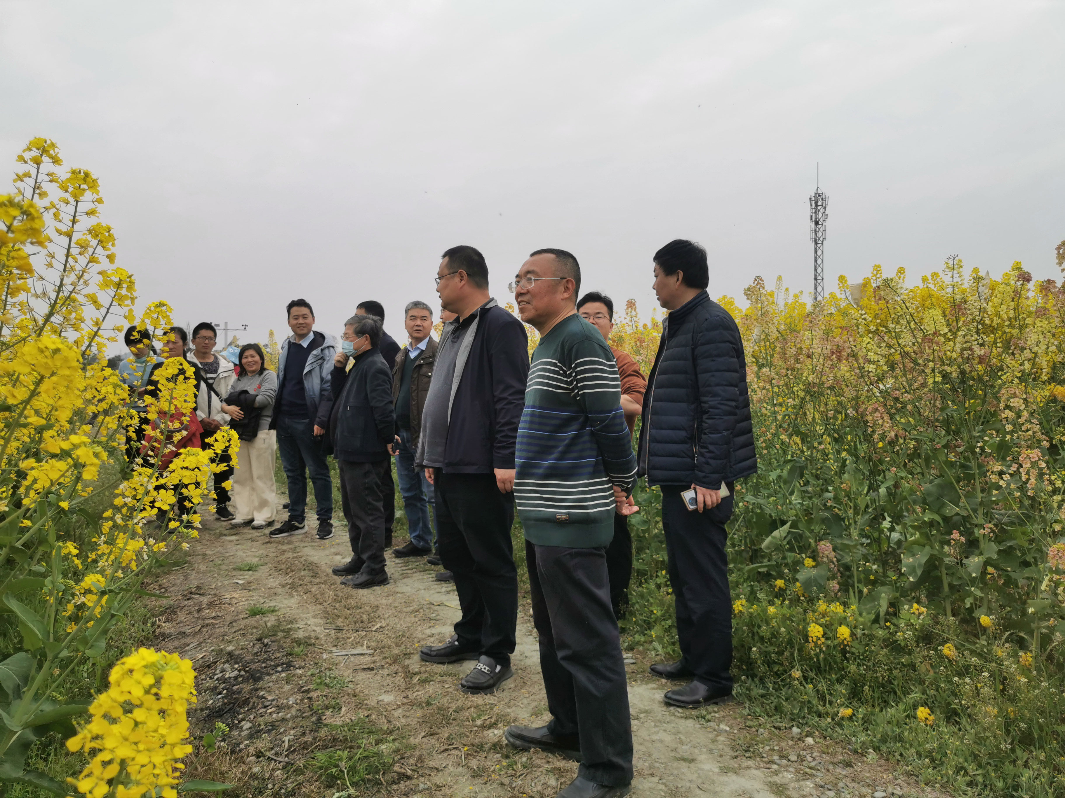 美彩国际 官网科创中心4个油菜育种新资料通过鉴定