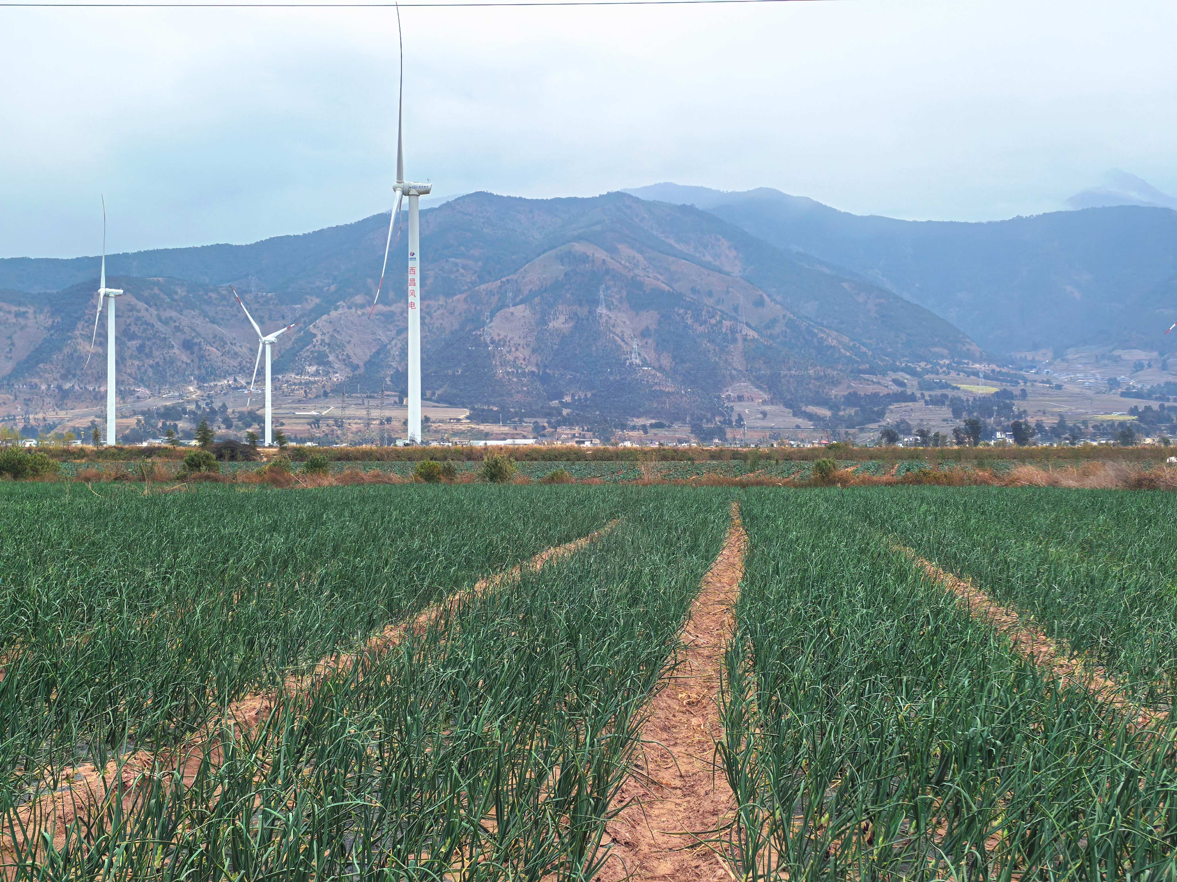 新种类选育再获突破——集团科威洋葱种业3个新种类通过省级认定