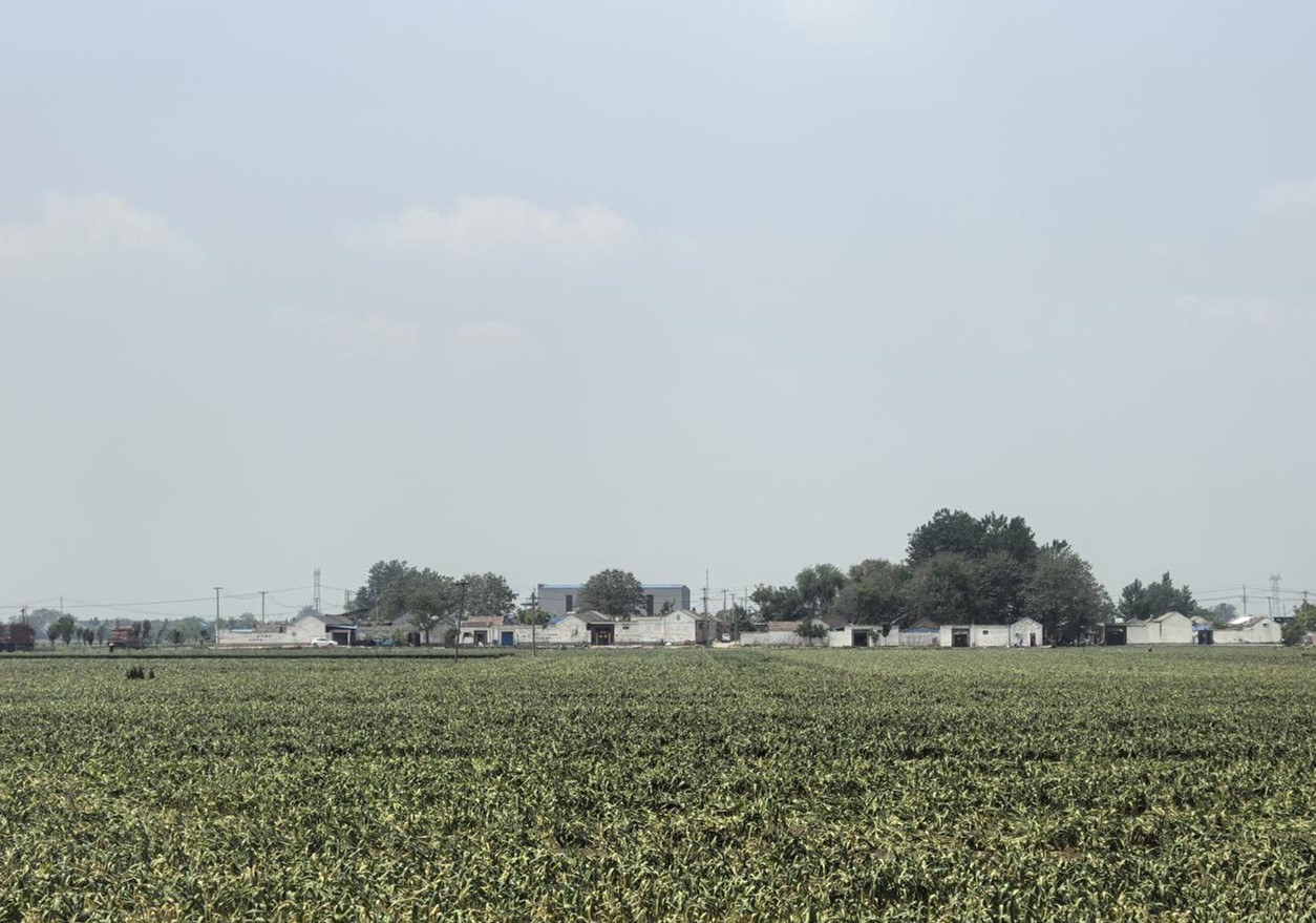 南充川北公司跨省调查蒜苔产业链 拓展业务谋发展