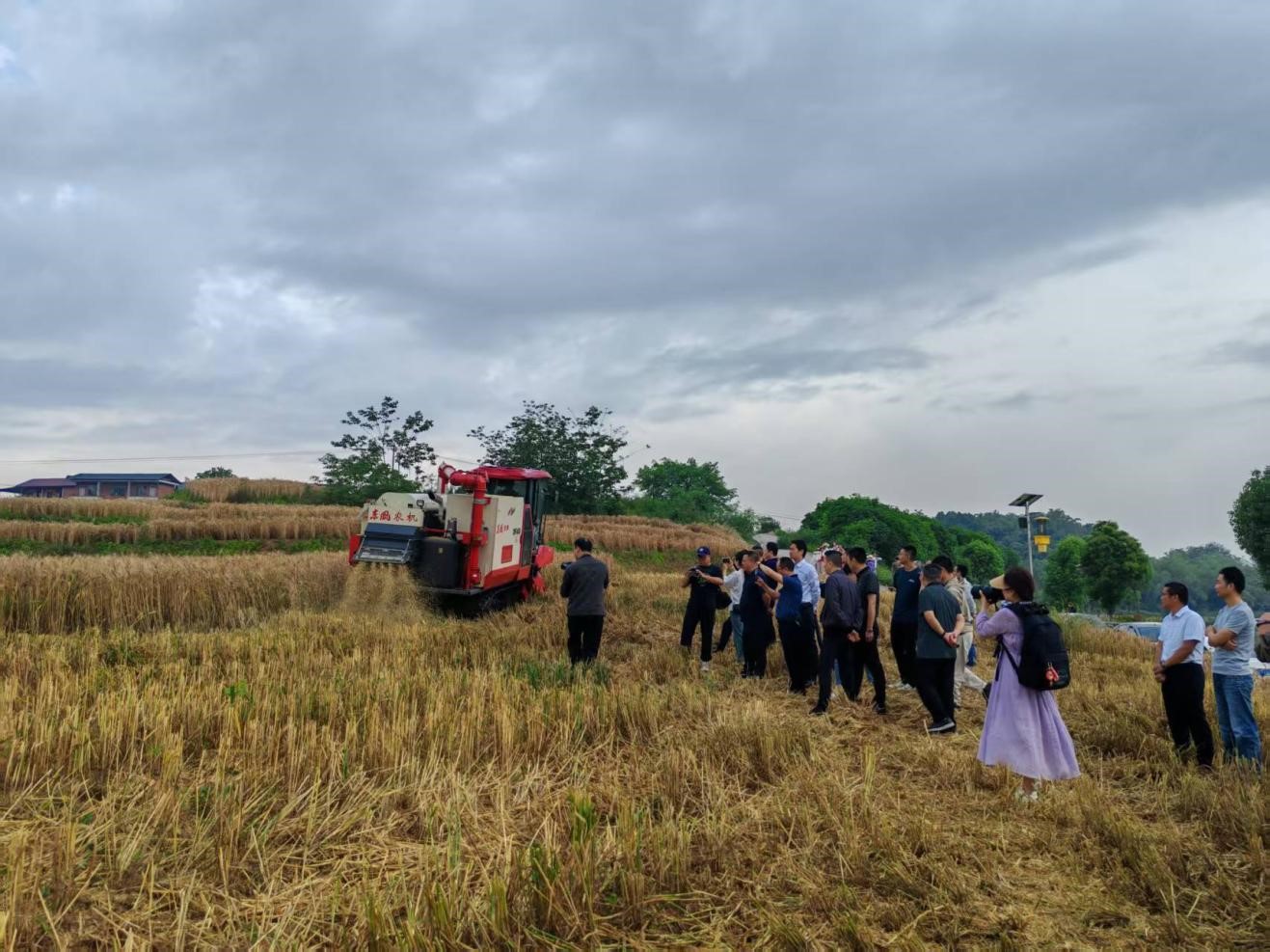 自贡市2025年幼麦收成现场互换会在种芯农业公司示范种植基地召开