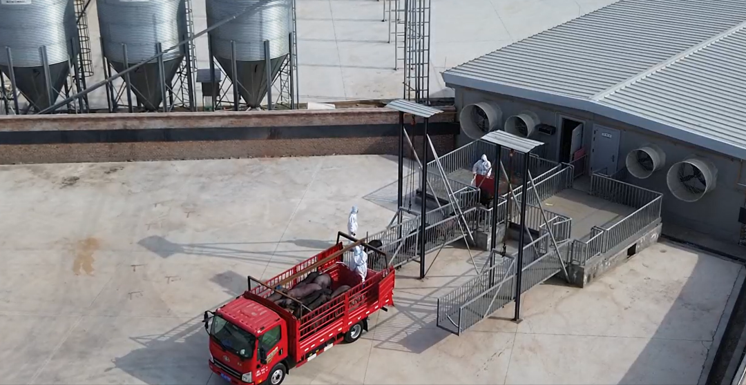 蜀芯猪公司主题育种场首批商品猪出栏