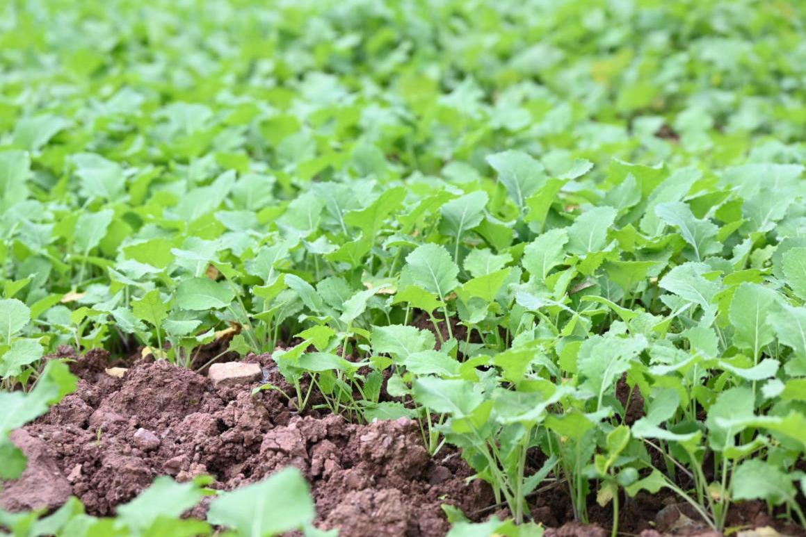 农技人才下沉一线，分类施策做好播前筹备，四川冲刺“秋冬种”—— 幼麦播种将在本月底前全面实现